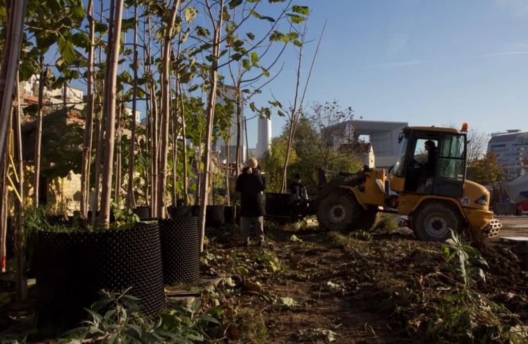 Polauwnias dans le jardin urbain Vive les Groues à Nanterre